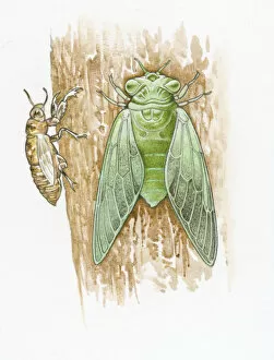 Images Dated 2nd September 2008: Illustration of green Cicada and brown skin on tree trunk