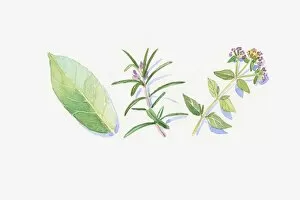 Images Dated 10th November 2008: Illustration of green eucalyptus leaf, rosemary and marjoram stem, flowers and leaves