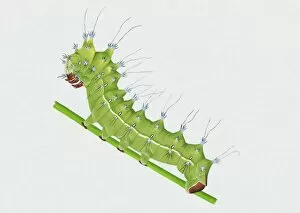 Images Dated 2nd December 2010: Illustration of green Great Peacock Moth (Saturnia pyri) caterpillar on stem