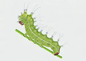 Illustration of green Great Peacock Moth (Saturnia pyri) caterpillar on stem