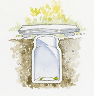 Images Dated 30th October 2008: Illustration of two green insects in bug catcher jar buried below soil