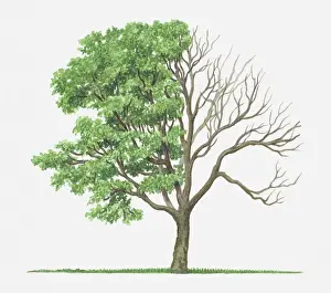 Bare Tree Prints: Illustration of green leaves and bare branches of Acer circinatum (Vine Maple) tree