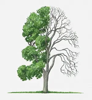 Illustration of green leaves and bare branches of Cotinus obovatus (Chittamwood)