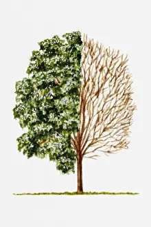Illustration of green leaves and bare branches of rounded tree