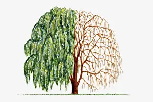 Green Prints: Illustration of green leaves and bare branches of Salix alba (Weeping Willow) tree