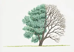 Illustration of green leaves and bare branches of Salix alba (White Willow)