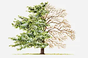 Spreading Prints: Illustration of green leaves and bare branches of spreading Castanea (Chestnut) tree