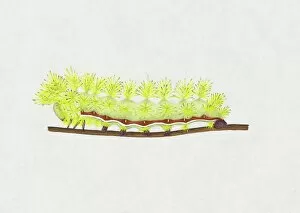 Images Dated 2nd December 2010: Illustration of green and red striped Io Moth (Automeris io) caterpillar on stem