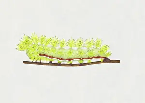 Caterpillar Prints: Illustration of green and red striped Io Moth (Automeris io) caterpillar on stem