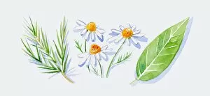 Images Dated 10th November 2008: Illustration of green tea tree leaves on stem, German chamomile flowers, and green petitgrain leaf