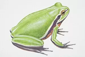 Illustration, Green Treefrog (Hyla cinera), side view