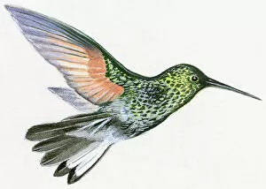 Illustration of Green Violetear (Colibri thalassinus), hummingbird hovering