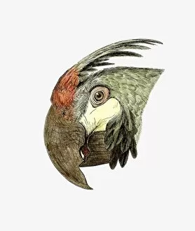 Images Dated 23rd January 2009: Illustration of Green-winged Macaw (Ara chloroptera), profile