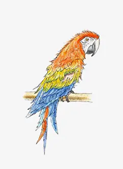Parrot Prints: Illustration of Green-winged macaw (Ara chloropterus)