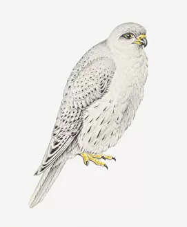 Images Dated 4th October 2011: Illustration of Grey Falcon (Falco hypoleucos)