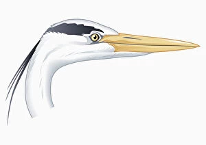 Illustration of Grey heron (Ardea cinerea) head showing long beak