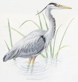 Images Dated 30th October 2008: Illustration of Grey Heron (Ardea cinerea), standing in water