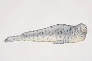 Phocidae Prints: Illustration, Grey Seal (halichoerus grypus) lying on its front, side view