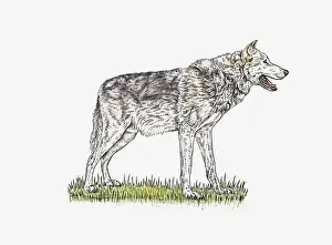 Illustration of Grey Wolf (Canis lupus) standing on grass