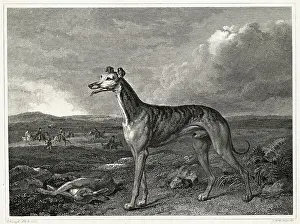 Greyhound Prints: Illustration Of A Greyhound