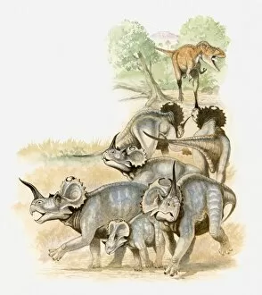 Illustration of a group of Centrosaurs running away from carnivorous Albertosaurus