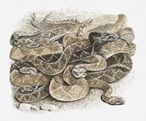 Illustration of group of rattlesnakes coiled up together to hibernate