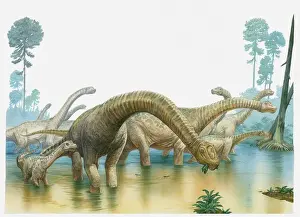 Illustration of a group of sauropod dinosaurs feeding in swampland