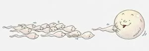 Images Dated 10th June 2010: Illustration of group of sperm moving towards an egg, one reaching it first