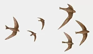 Images Dated 1st March 2010: Illustration of a group of Swifts (Apus apus) in flight