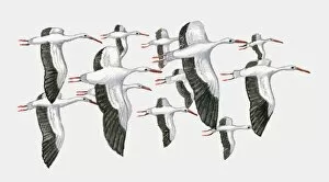 Images Dated 1st March 2010: Illustration of a group of White storks (Ciconia ciconia) in flight