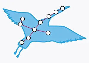 Crane Prints: Illustration of Grus constellation representing a crane