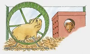 Illustration of guinea pig and hamster in cage