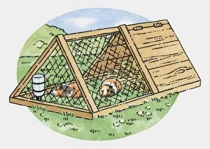 Illustration of two guinea pigs in weatherproof hutch with wire run in garden