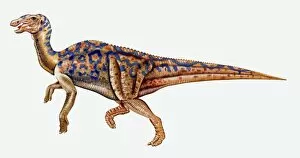 Illustration of Hadrosaurus dinosaur