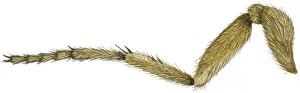 Images Dated 30th October 2008: Illustration of hairy leg of Eyed Hawk-Moth (Smerinthus ocellata)
