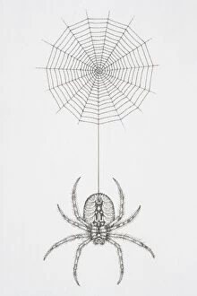 Spider Web Gallery: Illustration, hairy spider at end of thread dangling from cobweb