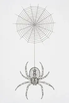 Hanging Prints: Illustration, hairy spider at end of thread dangling from cobweb