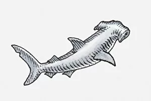 Images Dated 29th April 2010: Illustration of hammerhead shark