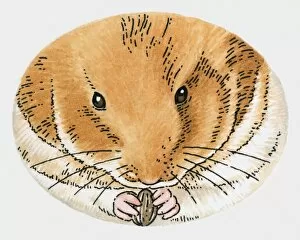 Images Dated 23rd October 2009: Illustration of hamster holding sunflower seed