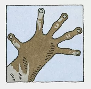 Images Dated 15th October 2009: Illustration of hand of Brown Greater Galago (Otolemur crassicaudatus)
