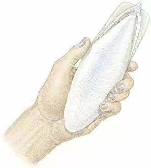 Mollusc Collection: Illustration of hand holding Cuttlefish Bone (Sepiida), the white shell found inside cuttlefish