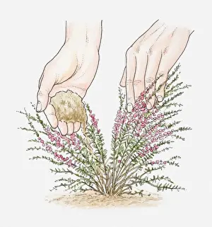 Heather Prints: Illustration of hand placing mound of cuttings compost in centre of heather plant (mound layering technique)