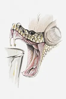 Mouth Open Prints: Illustration of hand squeezing rattlesnakes head to extract poison, close-up