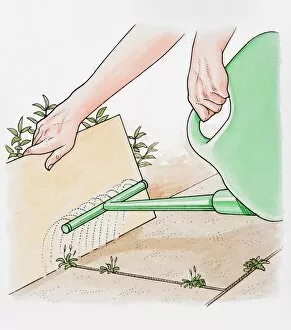 Images Dated 14th June 2010: Illustration of hands holding cardboard sheet to protect plants while spraying a weedkiller