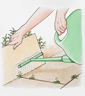 Utensil Prints: Illustration of hands holding cardboard sheet to protect plants while spraying a weedkiller
