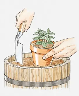 Plant Pot Prints: Illustration of hands planting mint in its pot in a larger container