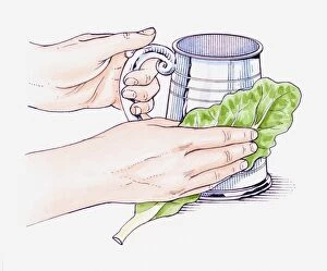 Images Dated 18th May 2011: Illustration of hands rubbing a pewter jug with a cabbage leaf to clean it