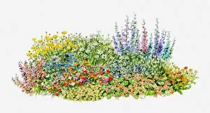 Images Dated 18th May 2011: Illustration of hardy annual flowerbed in garden