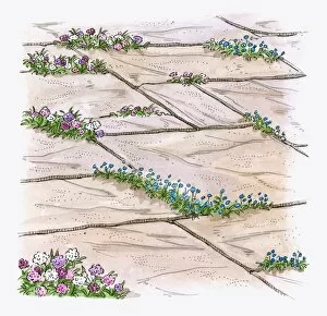 Images Dated 29th September 2009: Illustration of hardy annuals growing between patio paving slabs to prevent weeds from growing