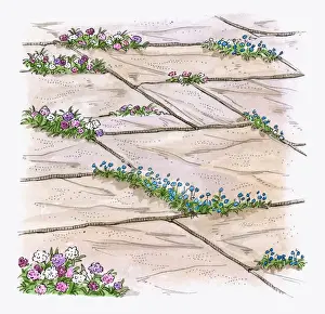 Illustration of hardy annuals growing between patio paving slabs to prevent weeds from growing